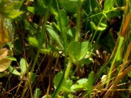 Lobelia neglecta leaves